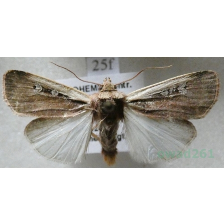 Ochropleura plecta (Linnaeus, 1761) Rolnica boćwinówka Czech25f